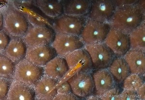 Malendure - îlet Pigeon